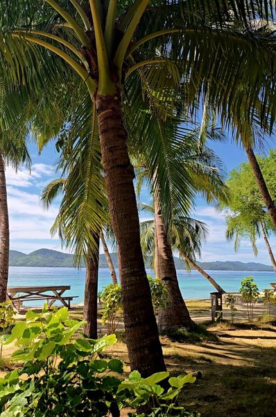 Coconut palms on an island shore with turquoise water behind