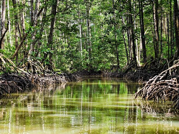 Green mangrove channel lined with roots on the Sabang paddle boat route