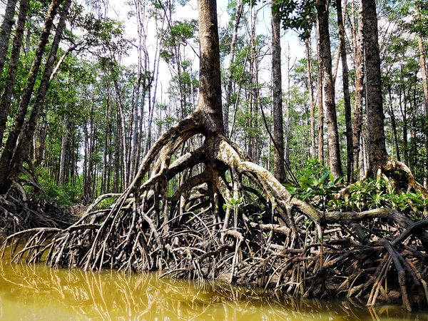 Tall mangrove tree with arching prop roots at low tide on the Sabang mangrove river
