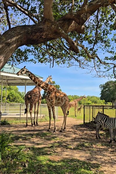 Giraffes and a zebra at Calauit Safari Park