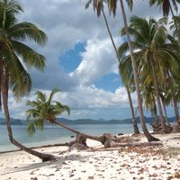 Leaning coconut palms along Corong-Corong Beach