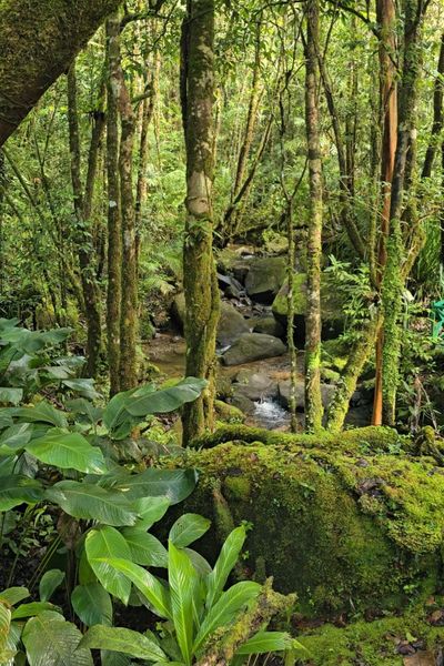 Stream running through mossy jungle