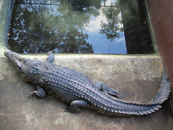 Saltwater crocodile in an enclosure at the Palawan Wildlife Rescue and Conservation Center
