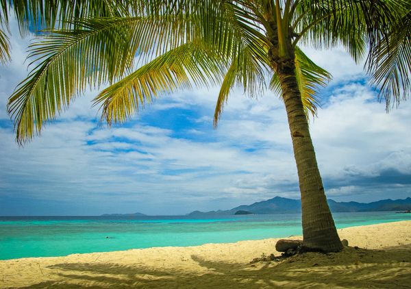 A coconut palm leaning over white sand at Malcapuya Island, with turquoise shallows and distant hills