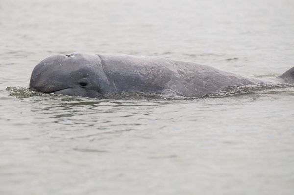 Irrawaddy dolphin, species photo (Wikimedia Commons, CC BY-SA 3.0 de)