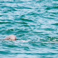 Irrawaddy dolphin surfacing, species photo (Wikimedia Commons, CC BY 4.0)