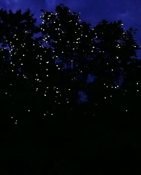 Iwahig Firefly Watching