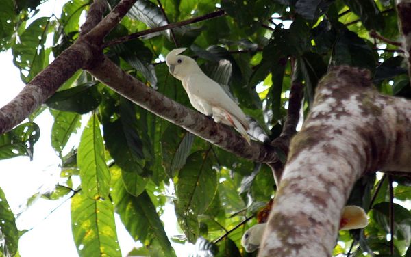 Red-vented cockatoo in Palawan, species photo (Wikimedia Commons, CC BY-SA 3.0)