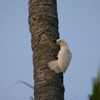 Red-vented cockatoo (katala), species photo (Wikimedia Commons, CC BY-SA 4.0)